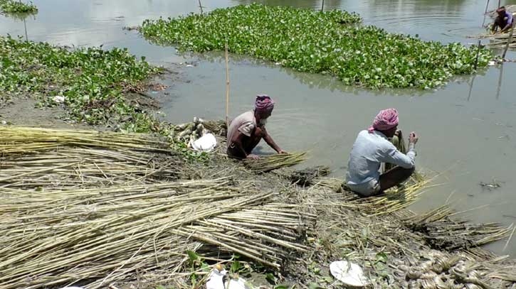 বৃষ্টি নেই, দিনাজপুরে পাট চাষ করে দুশ্চিতায় কৃষক