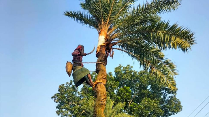 চুয়াডাঙ্গায় শীতের আগমনী বার্তা, খেজুর গাছ প্রস্তুতে ব্যস্ত গাছিরা